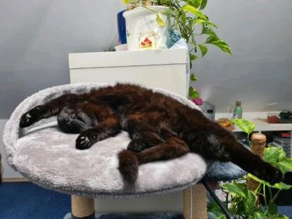 Schwarze Katze Miyu vermisst 33100 Paderborn