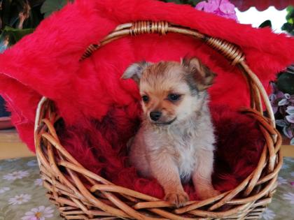 Süße Chihuahua-Welpen