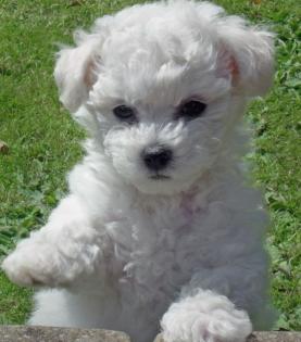 5 Bichon a poil Frise Welpen