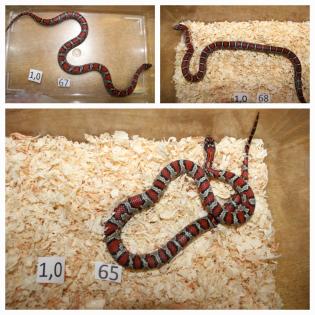 Lampropeltis Mexicana mexicana