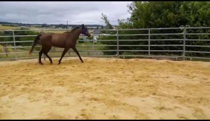 Gangpferd Missouri Foxtrotter Stute 3 Jahre, Endmaß geschätzt 158