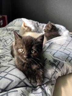Britisch kurzhaar kitten Katze