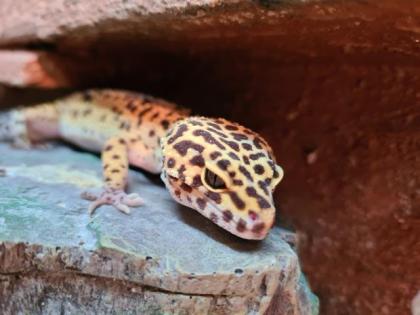3 Leopardengeckos