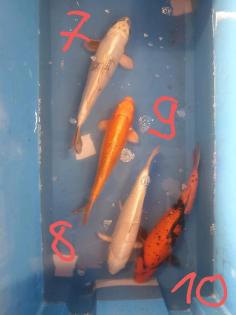 Koi Koikarpfen