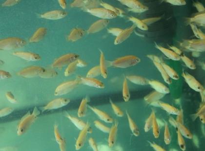 Nilbuntbarsch Tilapia