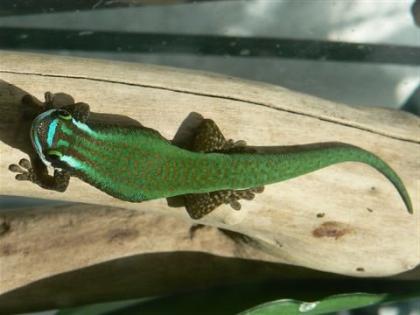 Phelsumen / Taggeckos