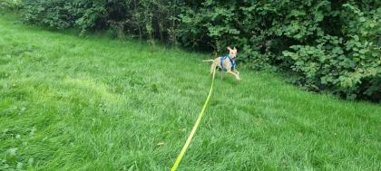 Liebevoll bezahlbar Hundebetreuung Gassi service mit Herz Erfahrung