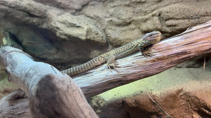 Stachelschwanzwaran Varanus acanthurus männlich, ca. 5 Jahre alt
