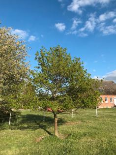 Stellplatz für Bienenvolk/Bienenvölker