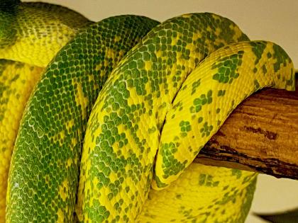 Chondro Python High Yellow Blue Line 0. 1