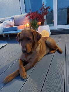 Unsere süßen Labrador Welpen