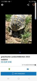 Griechische Landschildkröten Babys 2023 aus Hobbyzucht