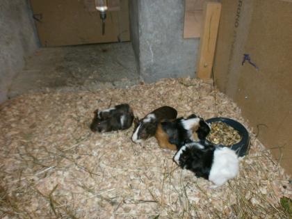 Verkaufe 8 süße Meerschweine 4 w und 4 m