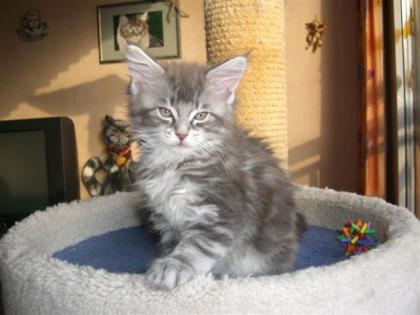 Kleine freche Maine Coon Lauser