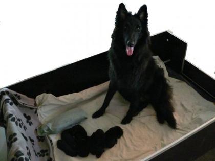 Reinrassige Groenendael Welpen Belgische Schäferhunde, von Privat zu verkaufe