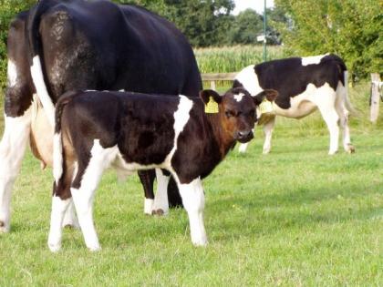 Bullkalb / Saugkalb, DSN