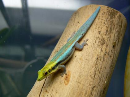 Phelsumen / Taggeckos