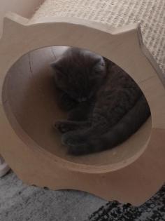 Zuckersüße BKH silver shaded Kater zum Oktober abzugeben