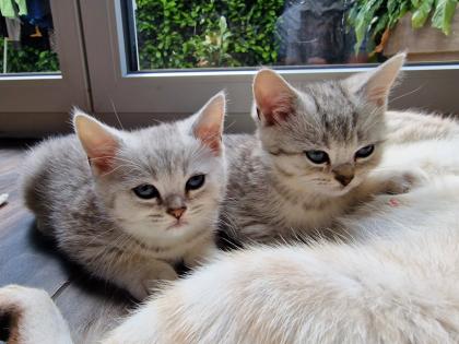 Reinrassige British Kurzhaar BKH Weiß-Grau Whiskas look
