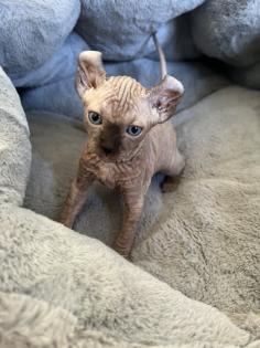Sphynx Elf Sphynx Kitten Katzenbabys Nacktkatze