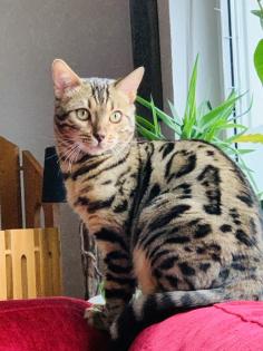 Bengal Kater Reinrassig