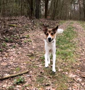 Collie Mix Hündin 2j sucht erfahrenes Zuhause auf dem Land