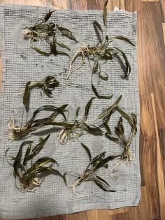 Aquarienpflanzen Ableger zu verschenken