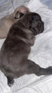 Französische Bulldogge