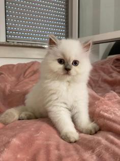 Perser Kitten