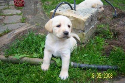 DIE LEZTEN 2 LABRADOR WELPEN SUCHEN EIN NEUES ZU HAUSE.