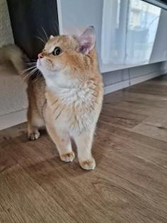 Deckkater BKH. Blutgruppe A