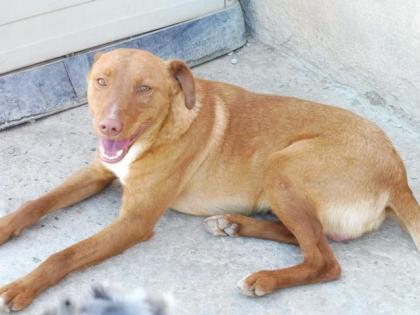 Tarik - Freundlicher, gehorsamer Podenco-Mix sucht freies Körbchen