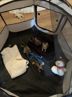4 zuckersüße Bengal Kitten