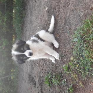 Kaukasischer Owtscharka / Schäferhund Welpe
