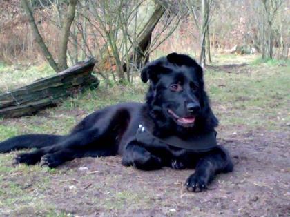 Schäferhund mix sucht liebevolles zuhause
