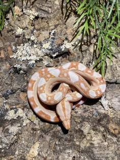 Boa Constrictor