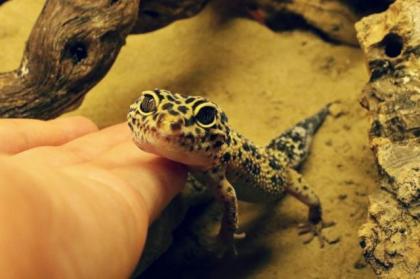 Leopardgecko Männchen