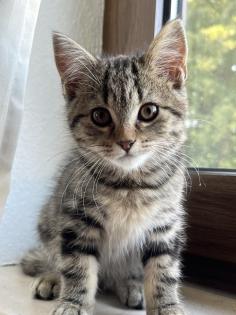 British Shorthair Bengal Mix