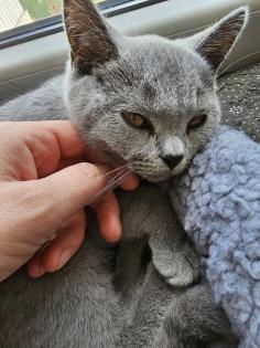 2 BKH Katze abgabebereit