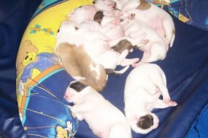 American Bulldog Wurfplanung Sommer 2021