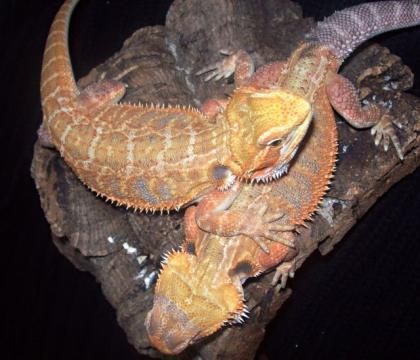 Bartagamen citrus, dopple het, leatherbacks günstig abzugeben