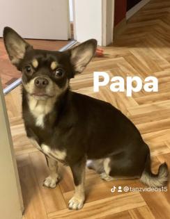 Süße Chihuahua Welpen