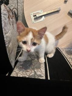 Weiße Katze