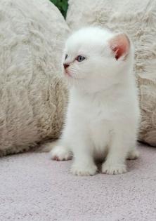 Britisch Kurzhaar BKH Kitten in chocolate und lilac tabby point