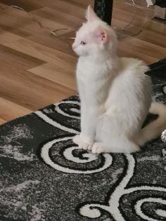 Türkische angora