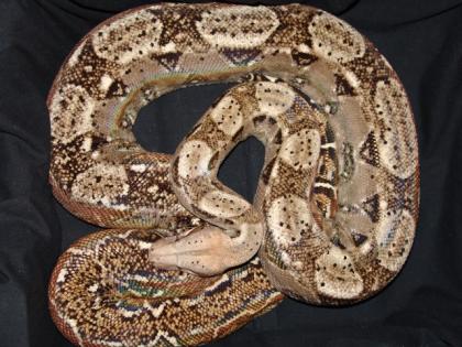Crawl Cay-Boas Boa c. imperator