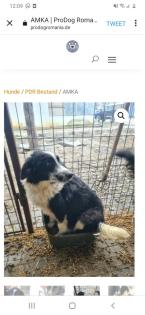 Tolle Welpen, Junghunde Hundesenioren