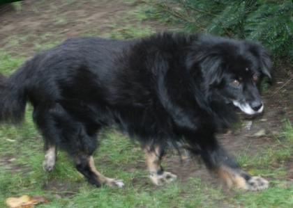 Olli - irrt herum, wird gemobbt und weint - ein alter Hund, dessen Gefährtin to