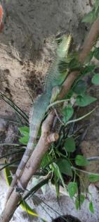 Wasseragame männlich