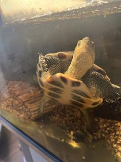 Dreikiel Wasserschildkröte